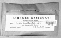 Lecidea lapicida image